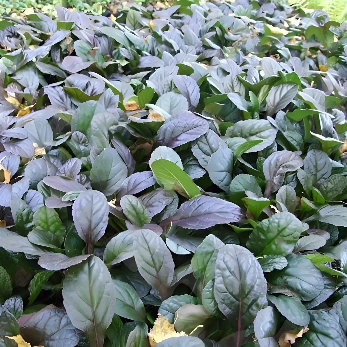 Ajuga reptans 'Evening Glow' Günsel Staude, grüne Blätter mit rötlichen Akzenten, im Gartenboden sichtbar