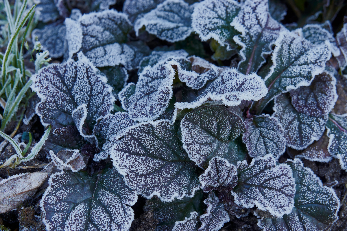 Ajuga reptans ‚Mahogany‘ Staude mit dunkelroten Blättern, wächst als Gartenschönheit, von Stauden Gänge.