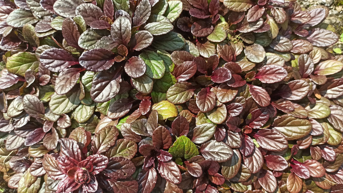 Ajuga reptans ‚Mahogany‘ Staude, dunkelrote Blätter, wächst als Bodendecker, von Stauden Gänge, detailreiche Nahaufnahme