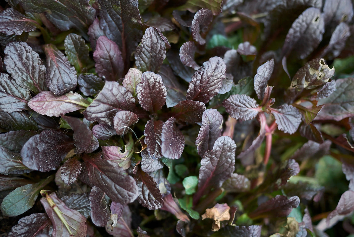Ajuga reptans ‚Mahogany‘ Staude mit dunkelroten Blättern, wächst als Bodendecker, von Stauden Gänge, in Gartenumgebung sichtbar