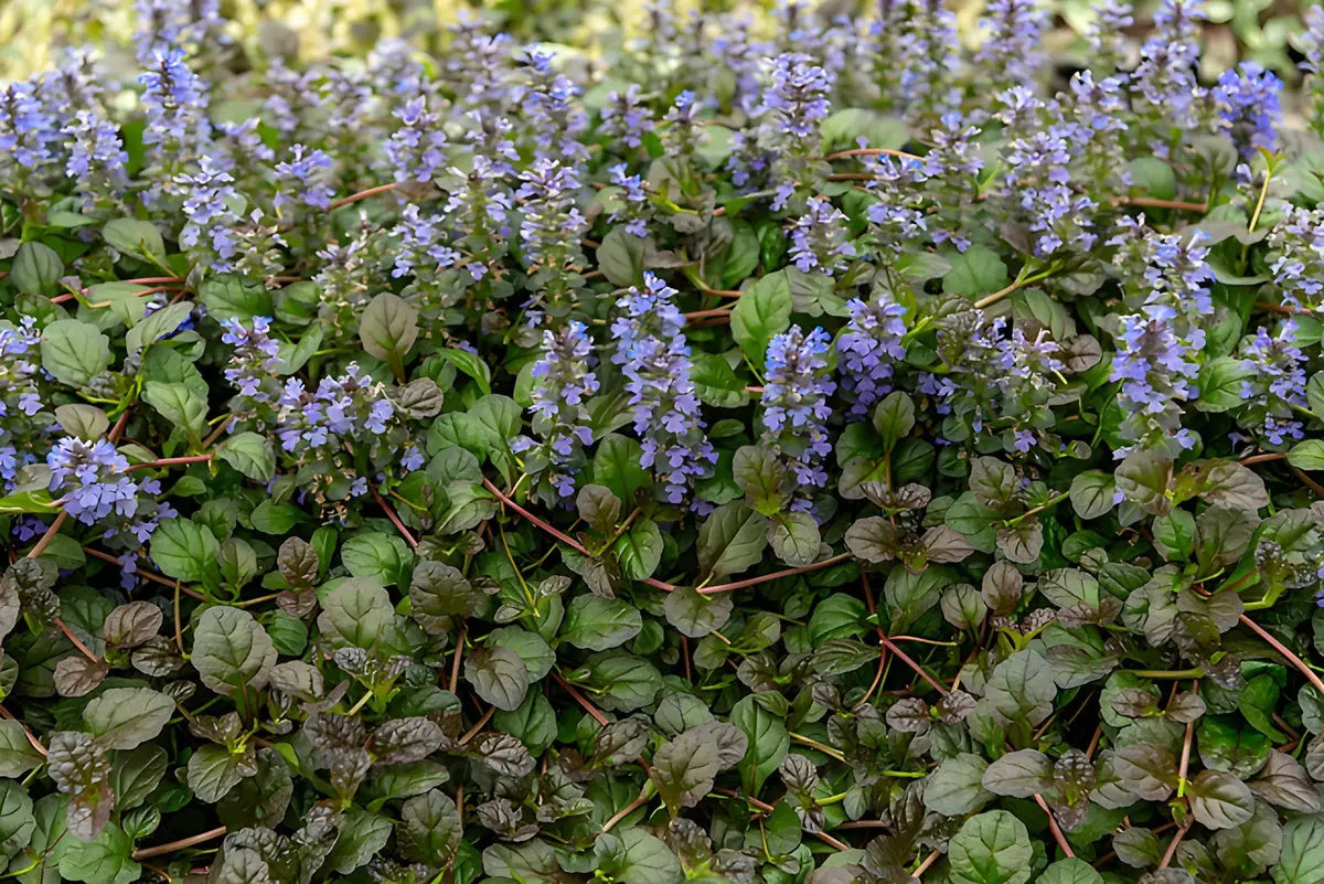 Ajuga reptans ‚Mahogany’ Günsel Staude mit dunkelroten Blättern, wächst als Bodendecker in Gartenschönheit.