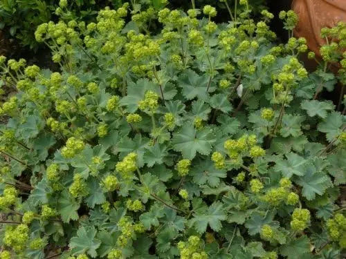 Alchemilla erythropoda, kleine Frauenmantel Staude mit grünen, gezackten Blättern, wächst im Garten, natürliche Pflanze von Stauden Gänge