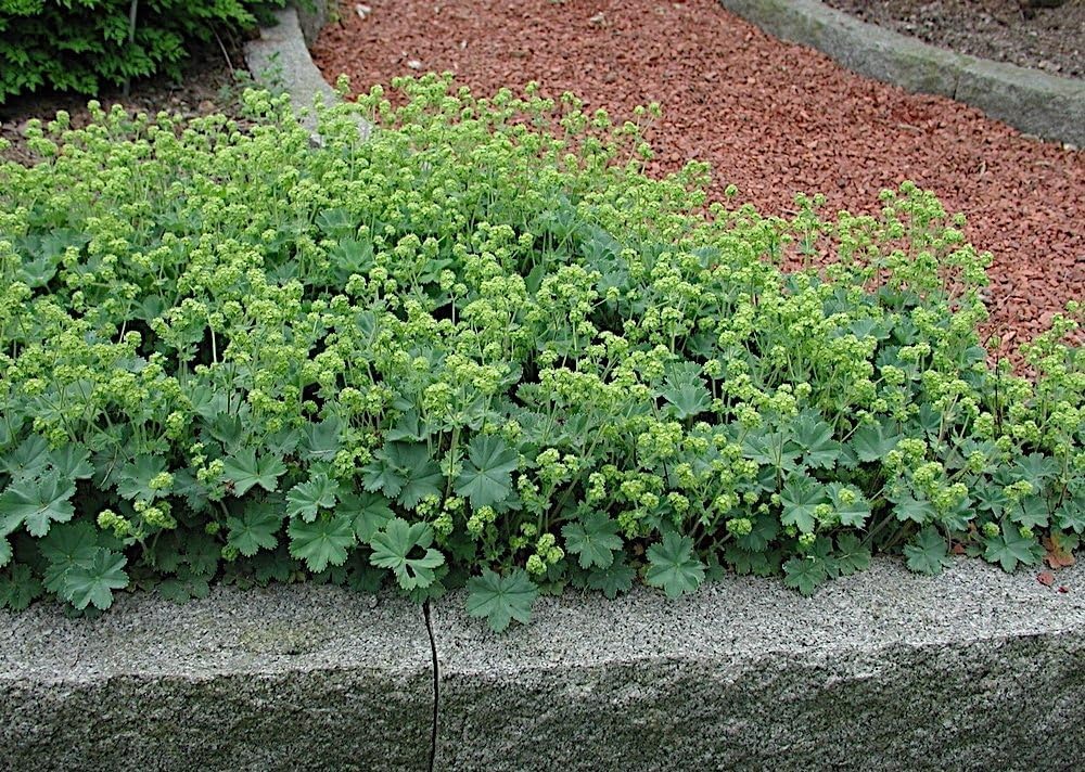 Alchemilla erythropoda, kleine Frauenmantel Staude mit grünen Blättern, wächst in einem Garten, Stauden Gänge.