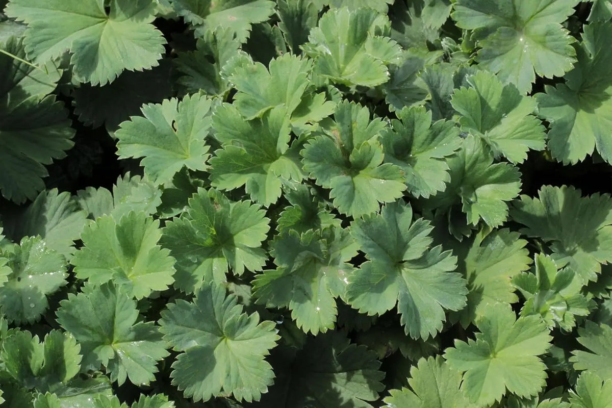 Alchemilla erythropoda, Kleiner Frauenmantel, Staude mit grünen Blättern und zarten Blüten, von Stauden Gänge.