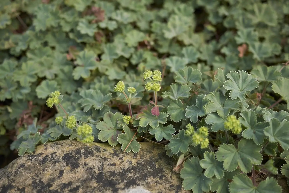 Alchemilla erythropoda Staude von Stauden Gänge, mit grünen, gezackten Blättern und zarten Blüten, im Gartenboden liegend