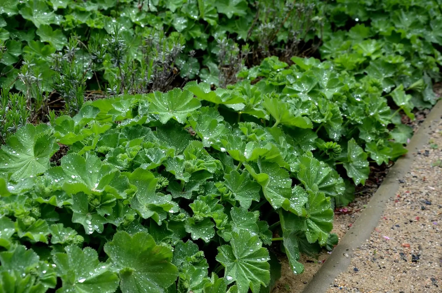 Alchemilla mollis Frauenmantel Staude von Stauden Gänge, grüne Blätter und kleine Blüten in natürlicher Gartenszene