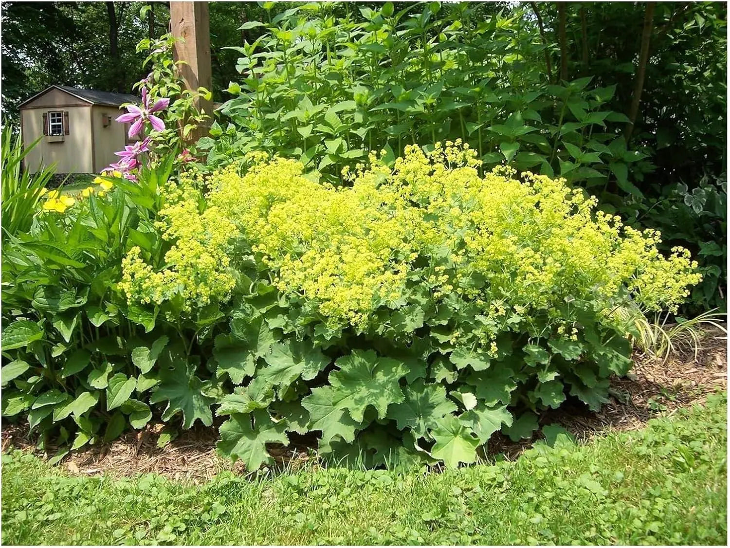 Großer Frauenmantel Alchemilla mollis Staude von Stauden Gänge, grüne Blätter und zarte Blüten, wächst im Garten