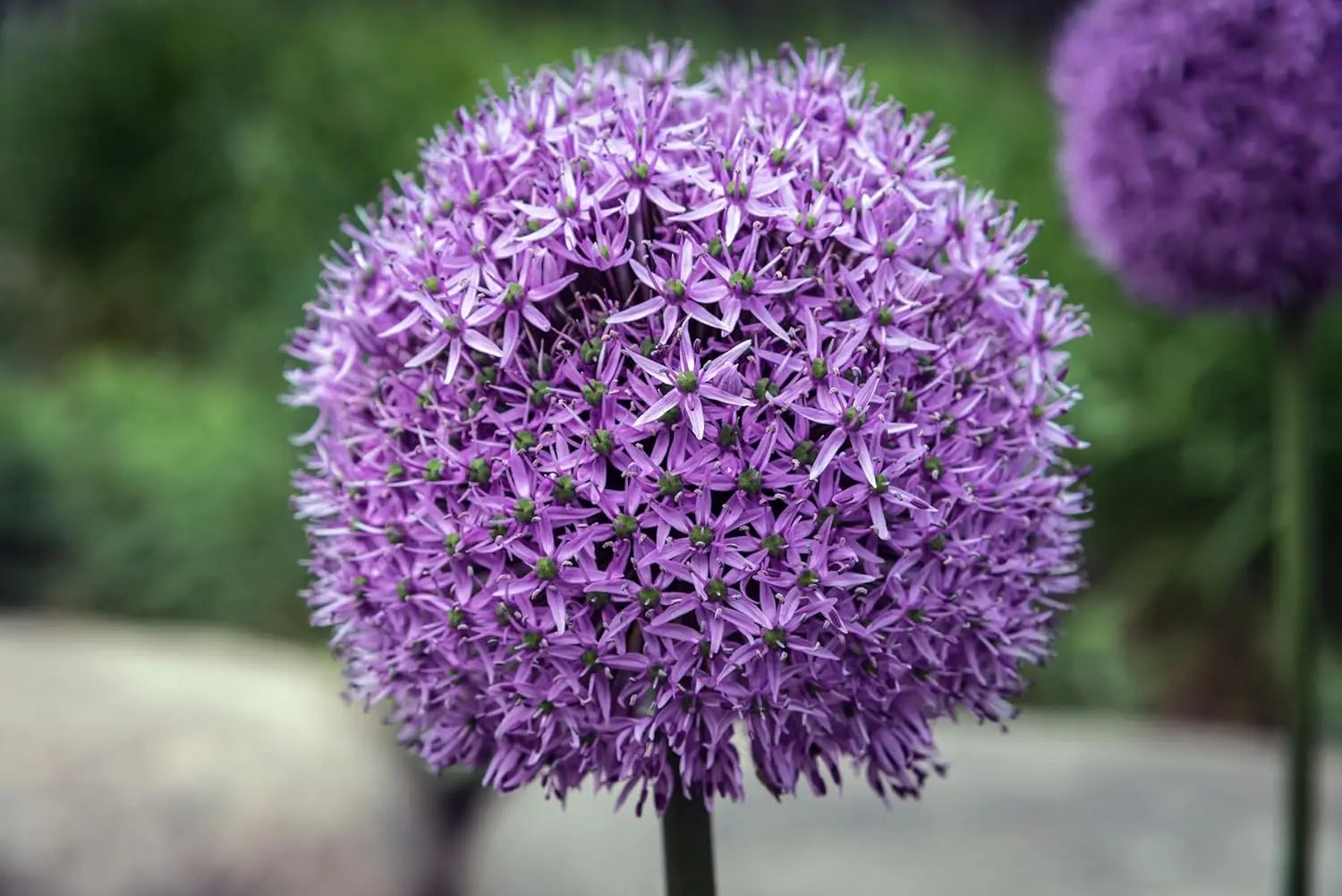 Allium ‚Gladiator‘ Zierlauch Staude von Stauden Gänge mit großen lila Blüten und grünen Blättern, im Garten wachsend
