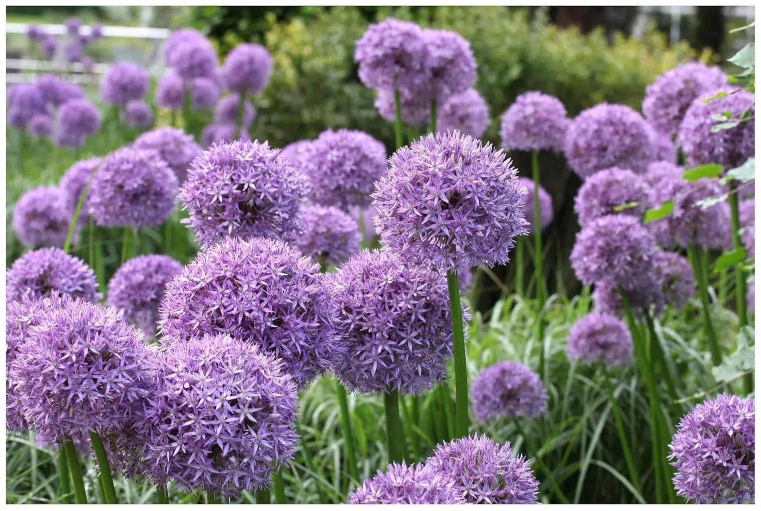 Allium ‚Globemaster‘ Zierlauch Staude von Stauden Gänge mit großen blauen Blüten und langen Stängeln, im Garten.