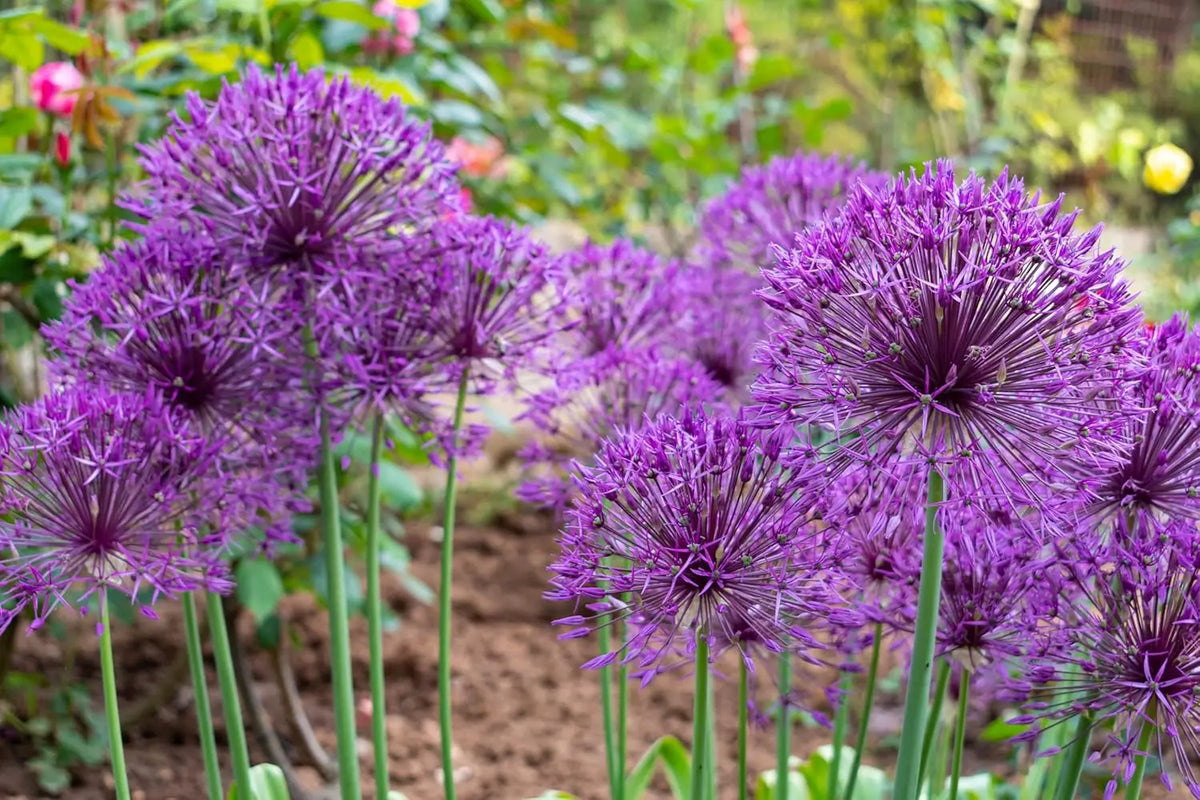 Allium ‚His Excellency‘ Zierlauch Staude mit länglichen Blütenständen in lila, wächst auf einem Gartenboden, von Stauden Gänge.