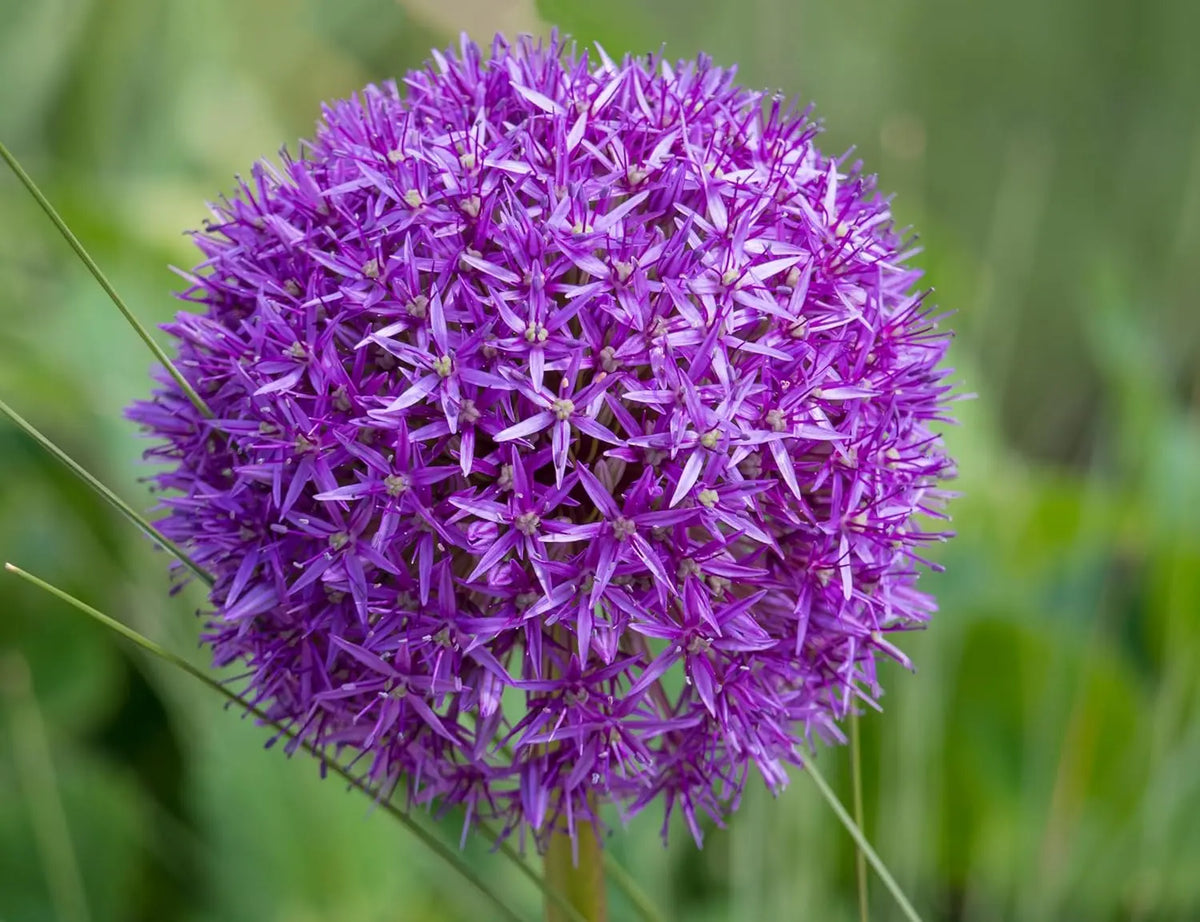 Allium ‚His Excellency‘ Zierlauch Staude von Stauden Gänge mit großen, lila Blüten in voller Blüte.