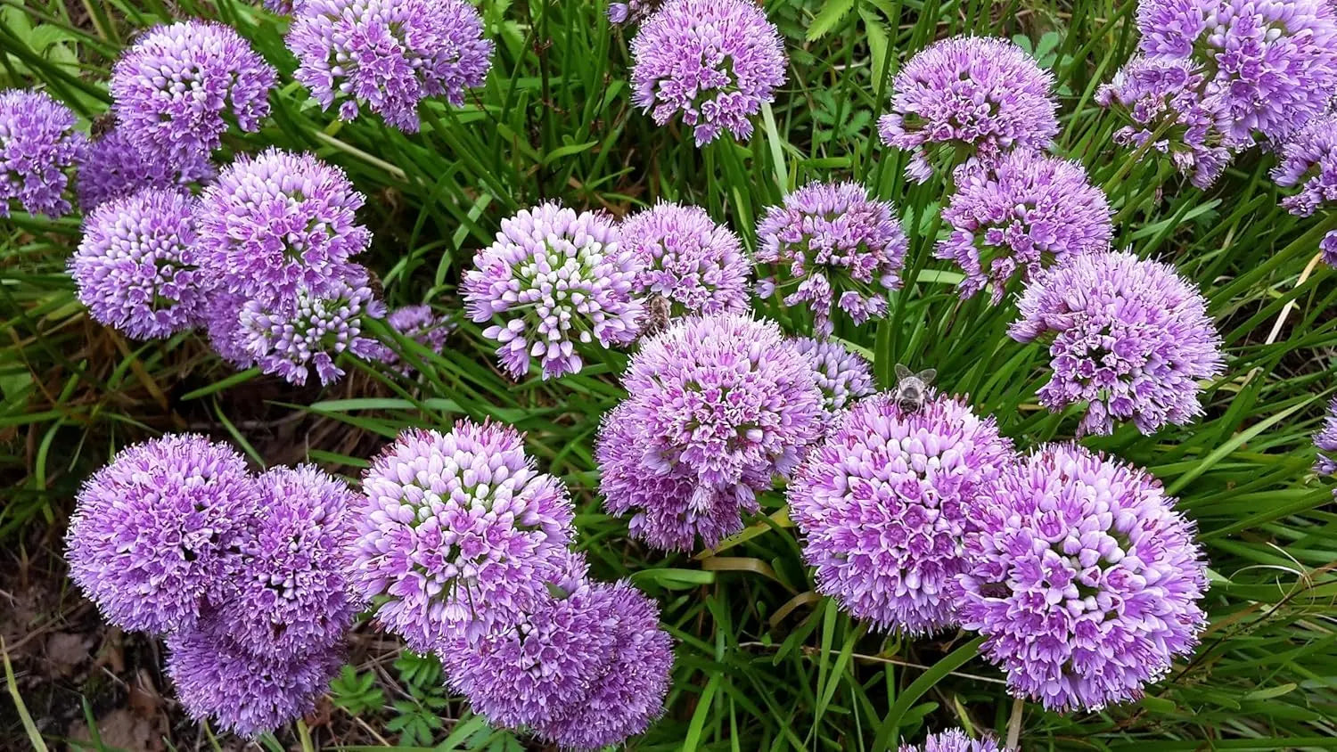 Allium ‚Millenium‘ Zierlauch Staude mit lila Blüten, wächst auf einer Gartenerde, von Stauden Gänge.