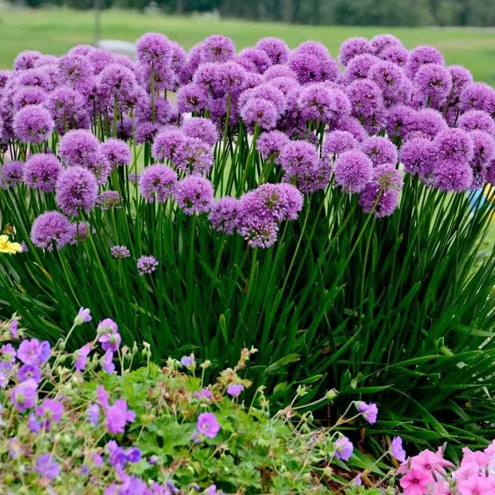 Bunte Allium ‚Millenium‘ Zierlauch Staude mit langen grünen Blättern und violettem Blütenkopf, im Garten gepflanzt.