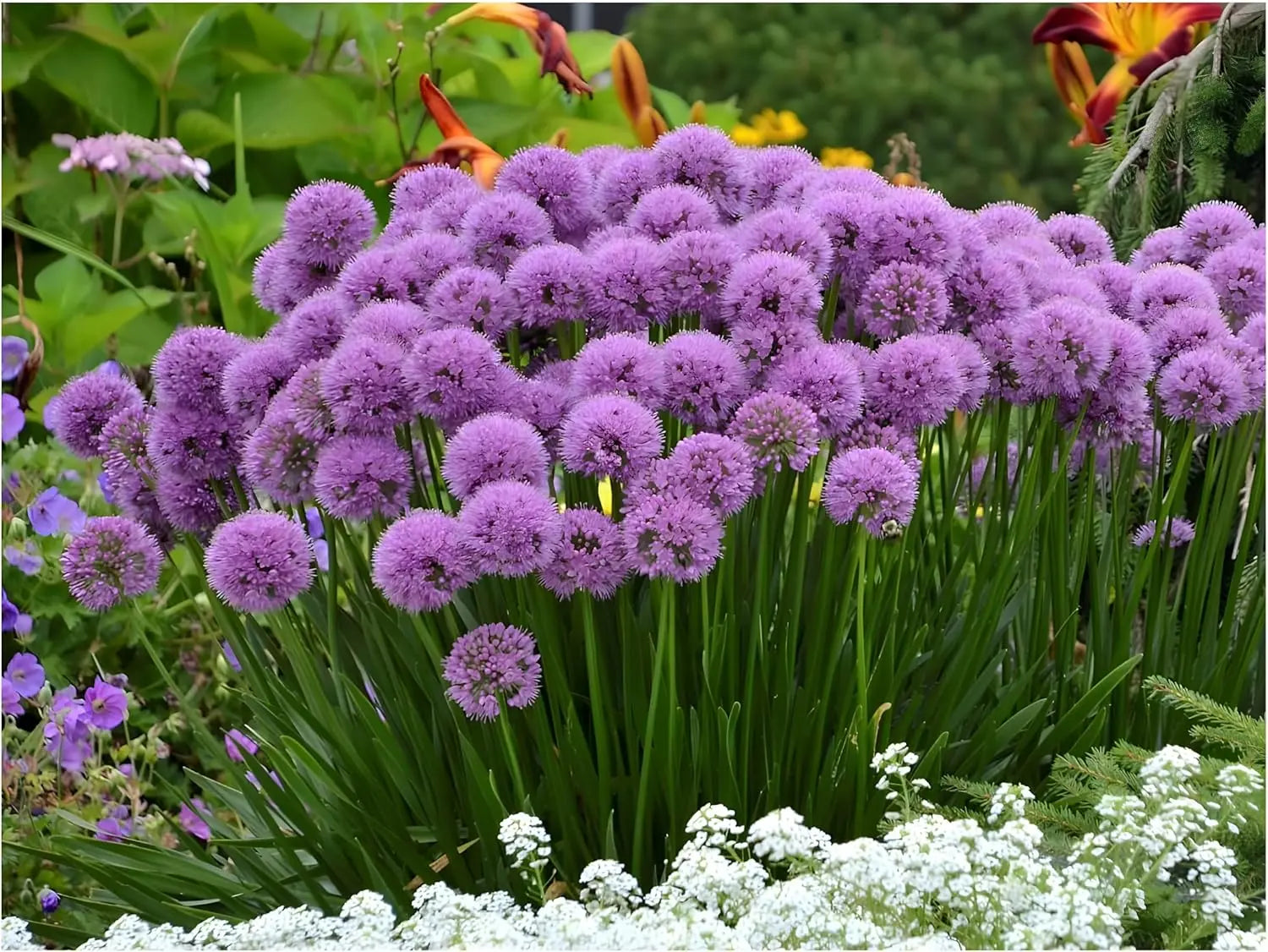 Bunte Allium ‚Millenium‘ Zierlauch Staude mit violetten Blüten und grünen Blättern, Stauden Gänge, Frühlingsblume