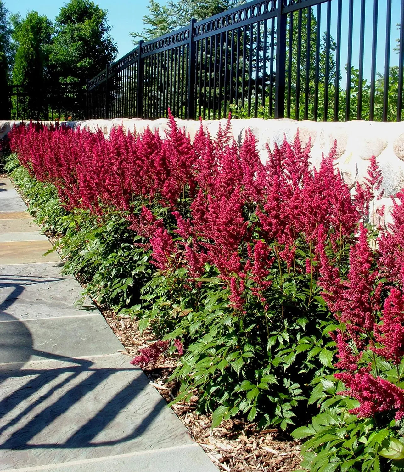 Astilbe arendsii ‚Astary Red‘, rote Prachtspiere, Staude mit gefiederten Blättern und roten Blütenrispen, Stauden Gänge.