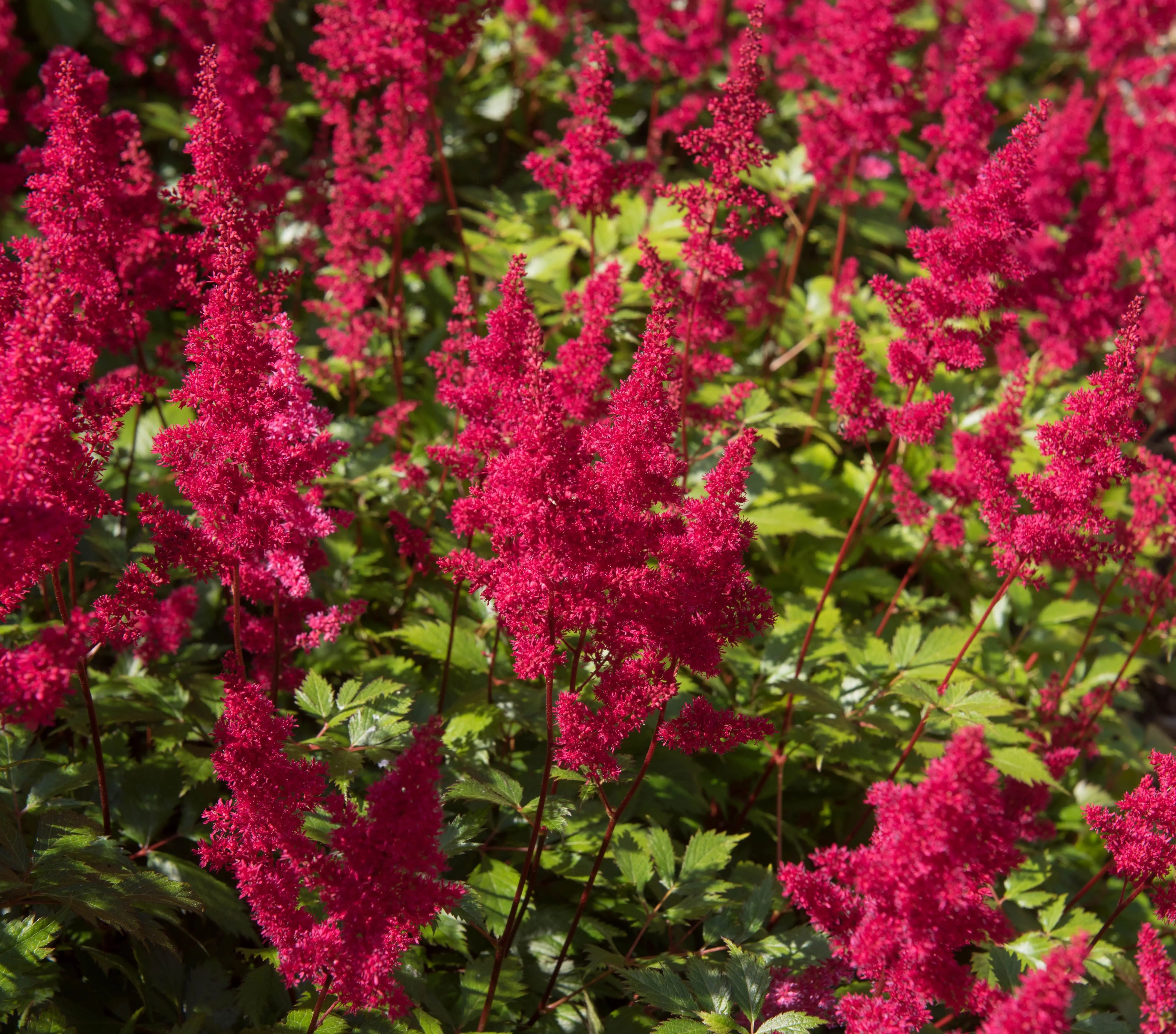 Astilbe arendsii ‚Astary Red‘ Staude mit roten Blütenständen, Stauden Gänge, Gartenpflanze, zarte Blätter, frischer Wuchs