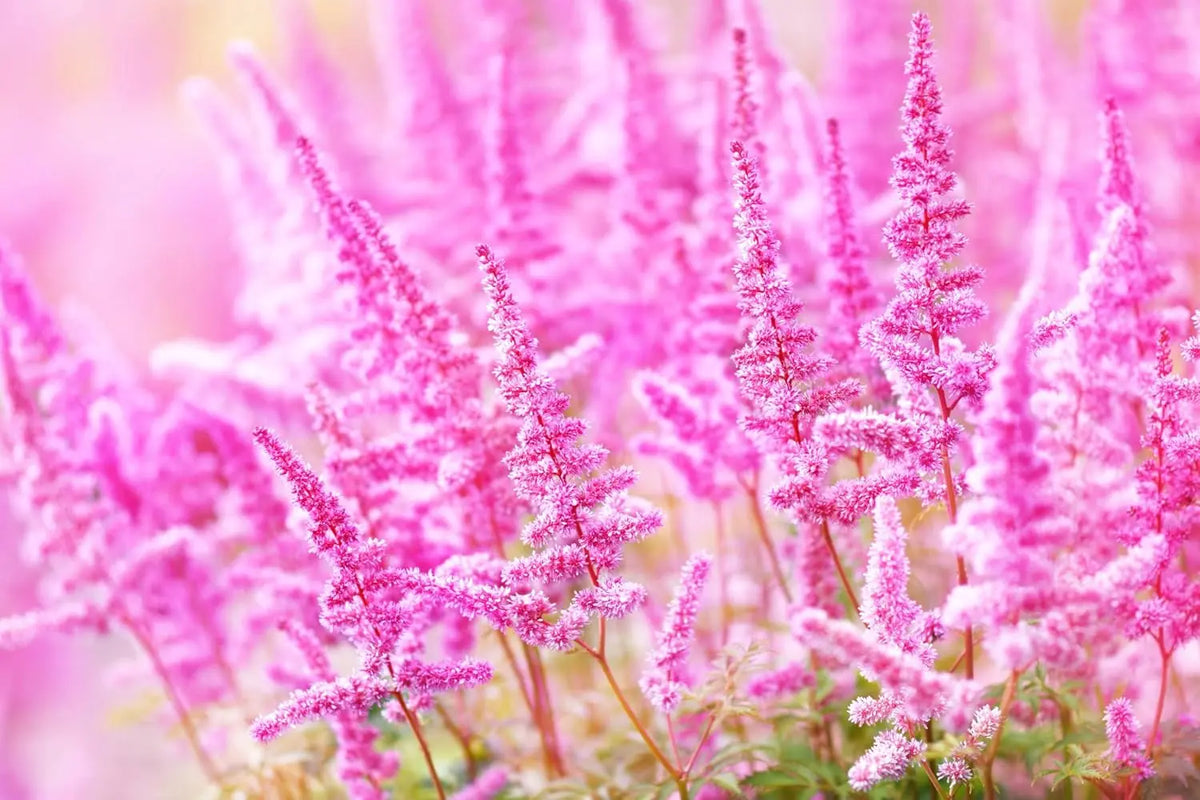 Astilbe arendsii ‚Astary Rose‘ Staude mit rosa Blüten, Stauden Gänge, Prachtspiere, elegante Gartenpflanze