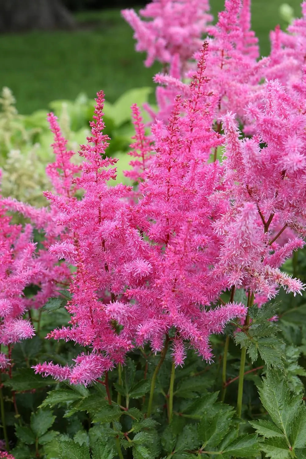 Bunte Astilbe arendsii ‚Astary Rose‘ Staude mit rosa Blüten, gedeiht im Garten, von Stauden Gänge.