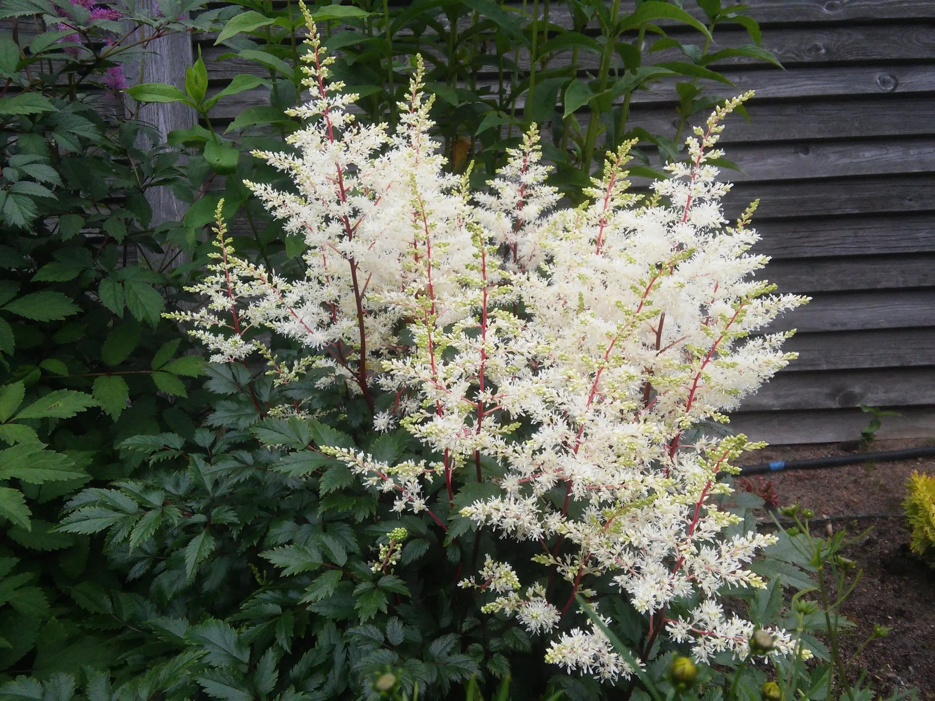 Bunte Astilbe arendsii ‚Deutschland‘ Staude mit feinen Blättern und rosa-weißen Blüten, Stauden Gänge.