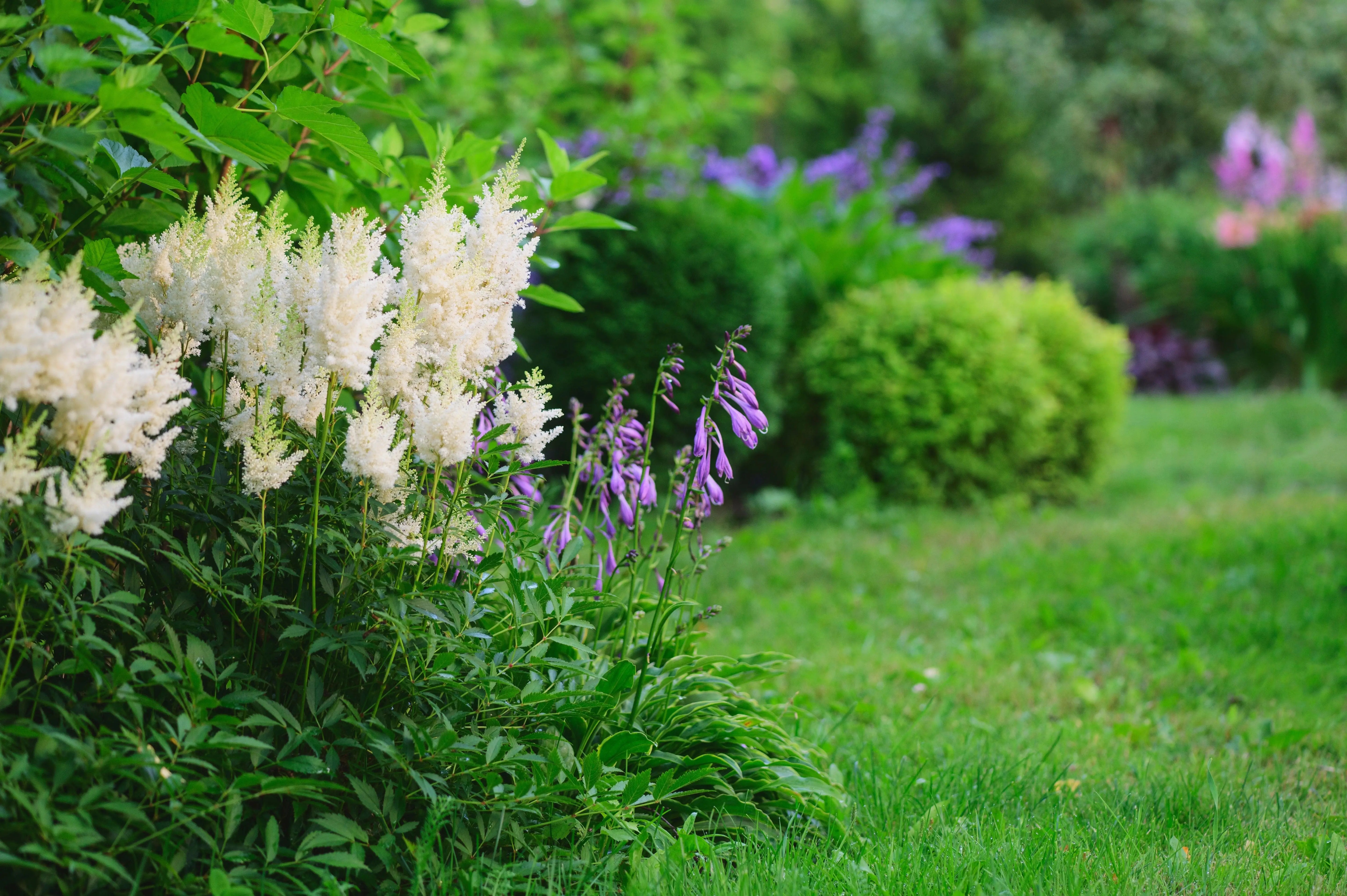 Astilbe arendsii ‚Deutschland‘ Staude von Stauden Gänge, blühende Prachtspiere mit gefiederten Blättern und zarten rosa Blüten