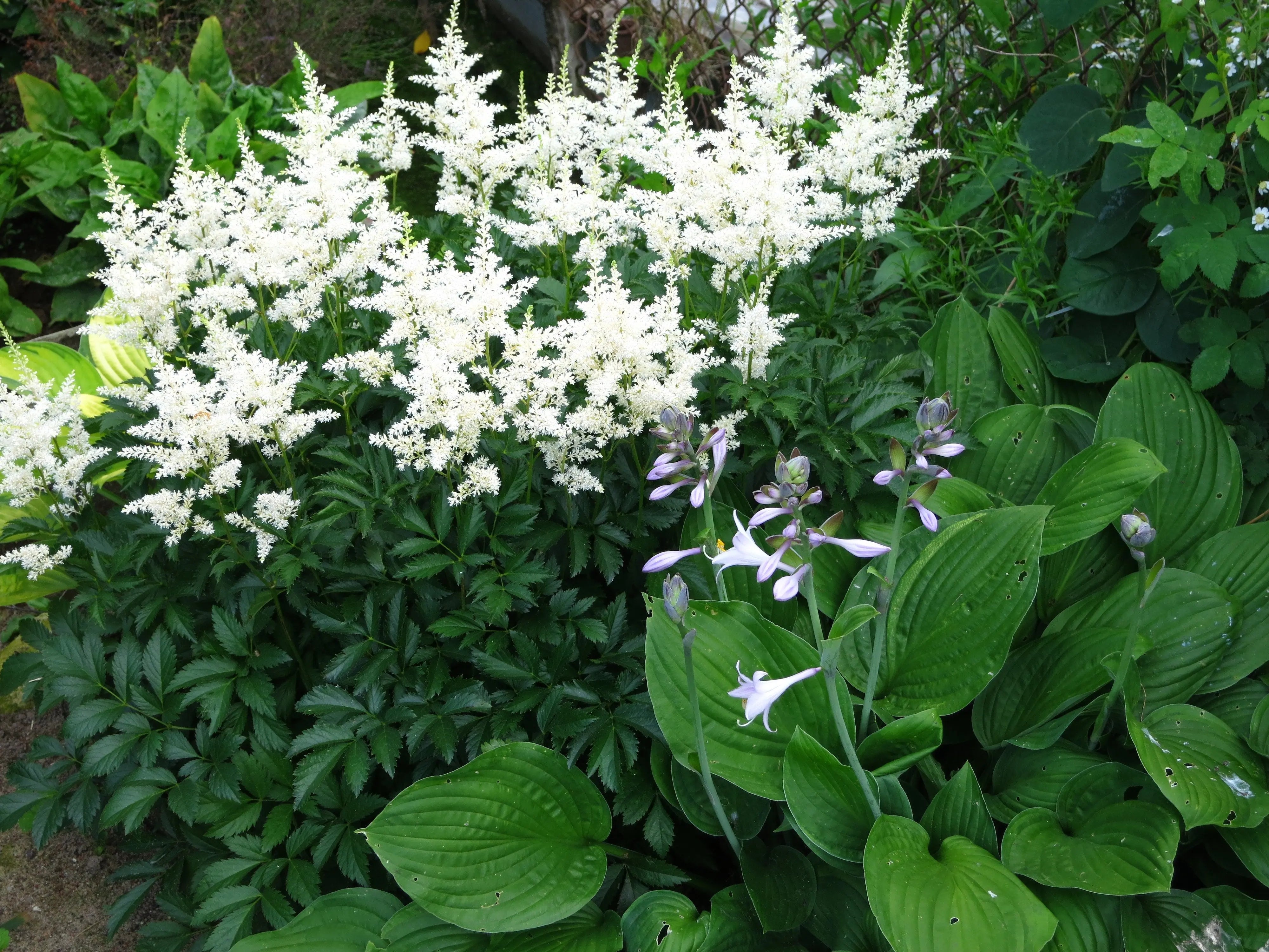 Astilbe arendsii ‚Deutschland‘ Staude von Stauden Gänge, blühende Prachtspiere mit zarten rosa Blüten und grünen Blättern