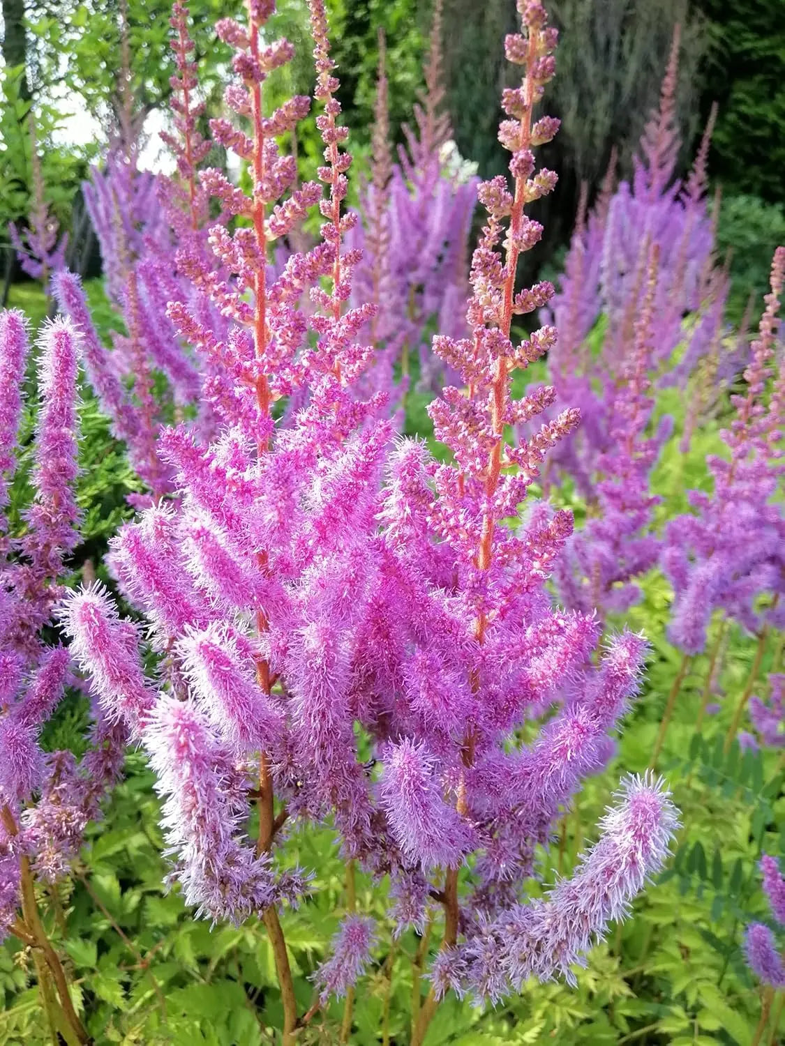 Astilbe chinensis pumila, Zwerg Prachtspiere, Staude von Stauden Gänge, grüne Blätter und zarte Blüten in Garten.