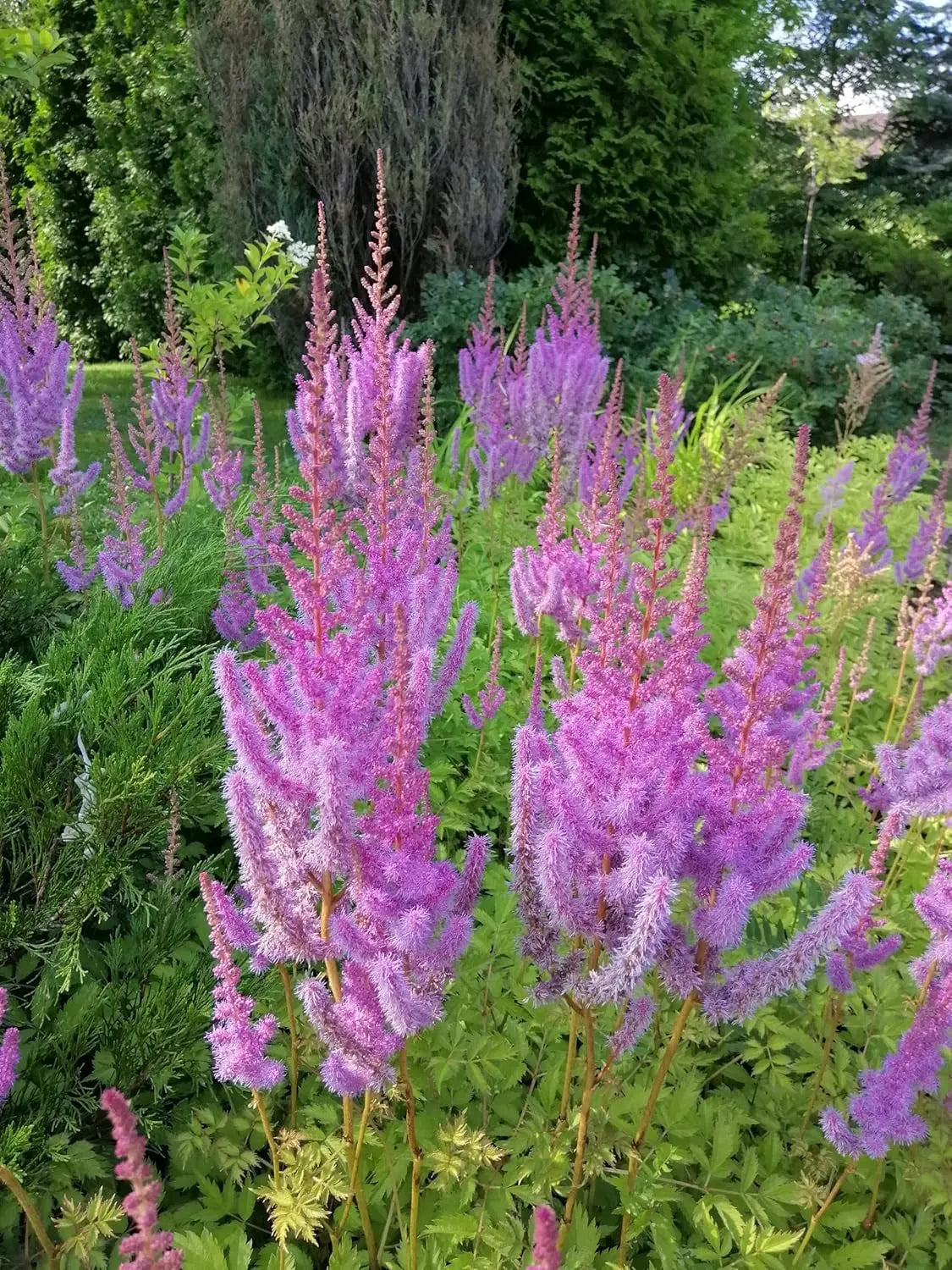 Astilbe chinensis pumila, Zwerg Prachtspiere, Staude von Stauden Gänge, grüne Blätter und zarte Blüten in natürlicher Darstellung