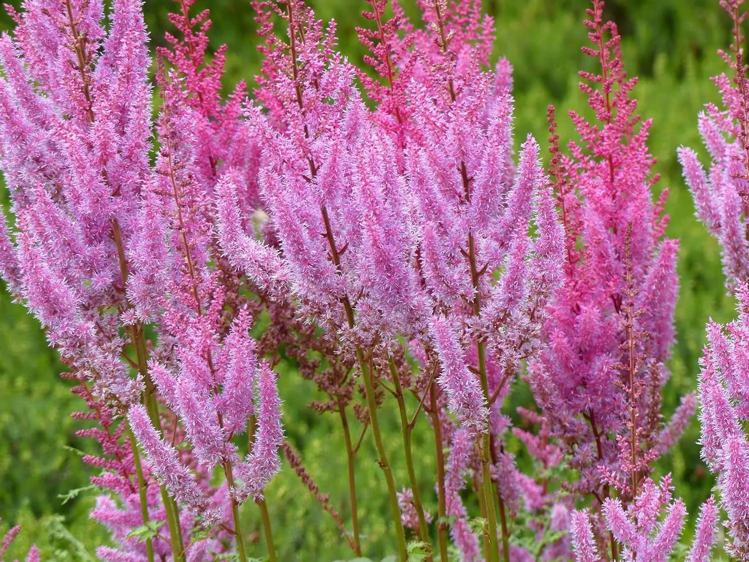 Astilbe chinensis pumila, kleine Staude mit zarten, gefiederten Blättern und rosa Blüten, von Stauden Gänge.