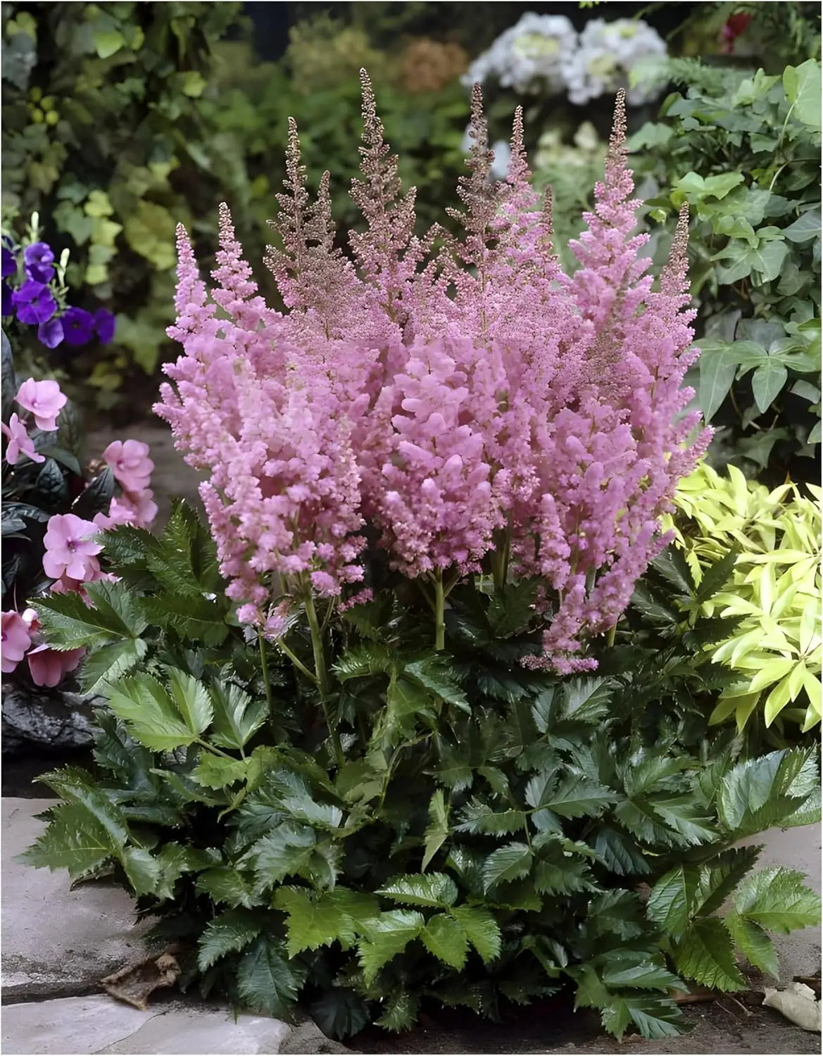 Astilbe chinensis pumila, kleine Staude mit zarten weißen Blüten, wächst dicht und buschig, von Stauden Gänge.
