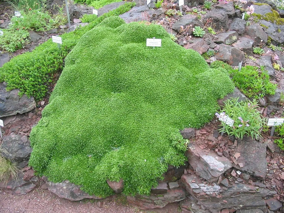 Azorella trifurcata, eine grüne Staude von Stauden Gänge, mit polsterförmigem Wuchs, vor hellem Hintergrund.