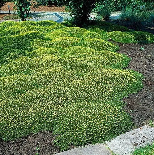 Azorella trifurcata, eine grüne Staudenpflanze, wächst als kleine Polsterstaude, fotografiert in natürlicher Umgebung.