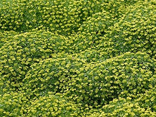Azorella trifurcata, eine robuste Staude von Stauden Gänge, mit kompakter Wuchs und grünen Blättern, ideal für alpine Gärten.