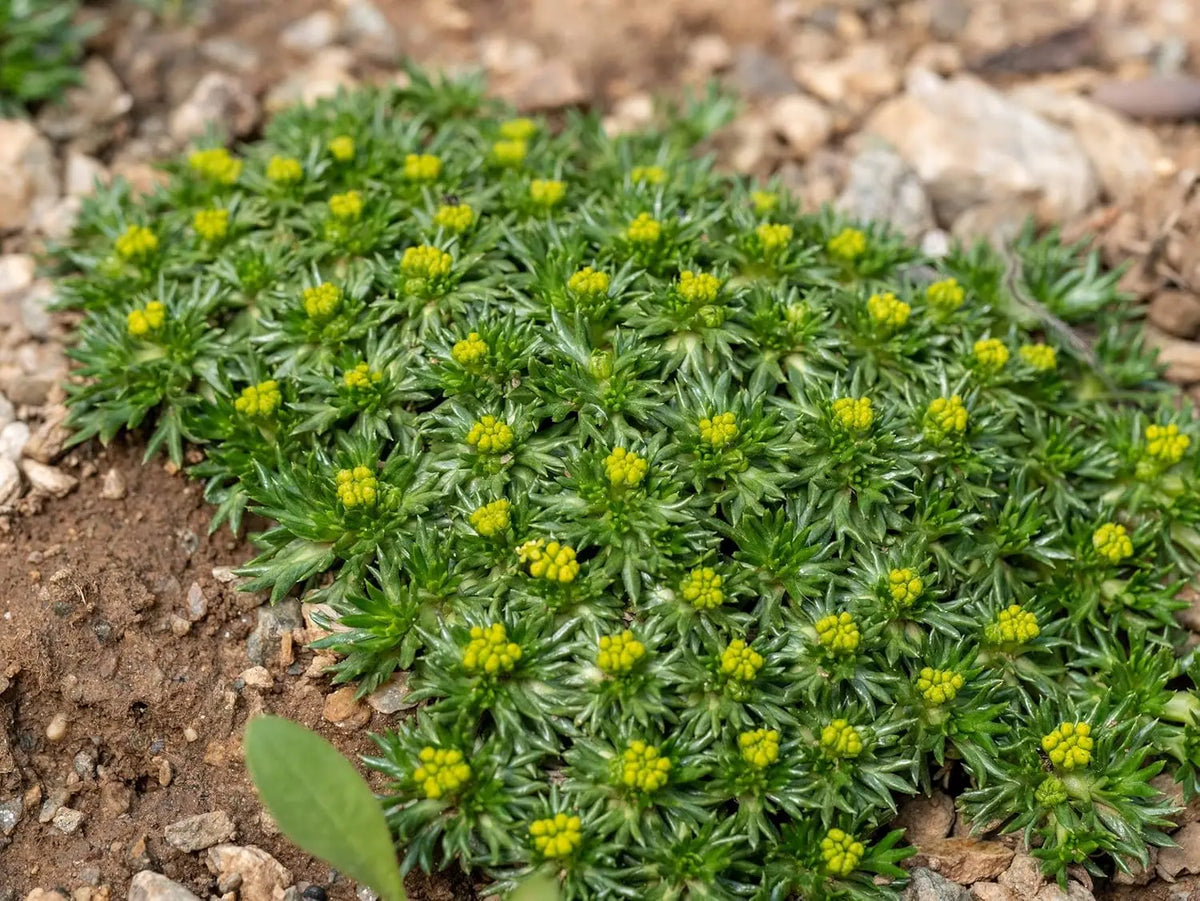 Azorella trifurcata, eine Staude von Stauden Gänge, mit grünen, polsterartigen Blättern, typisch für alpine Regionen.
