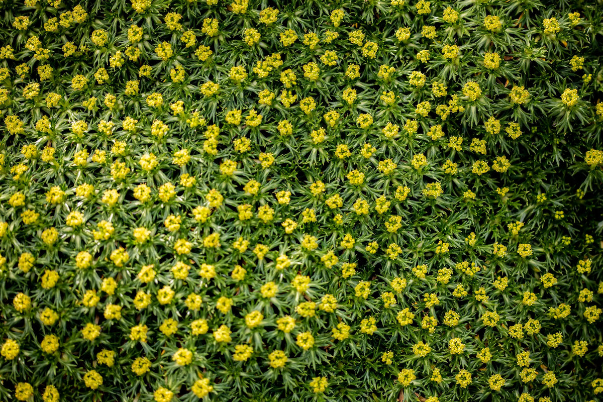Azorella trifurcata ’Nana’ – Andenpolster Staude mit kompakter, grüner Wuchsform, von Stauden Gänge, Nahaufnahme der Pflanze