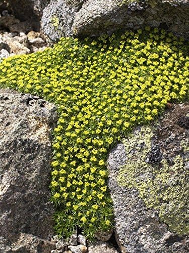 Azorella trifurcata ’Nana’ / Andenpolster, Staude, grüne, kompakte Pflanze mit dichten Blättern, von Stauden Gänge.