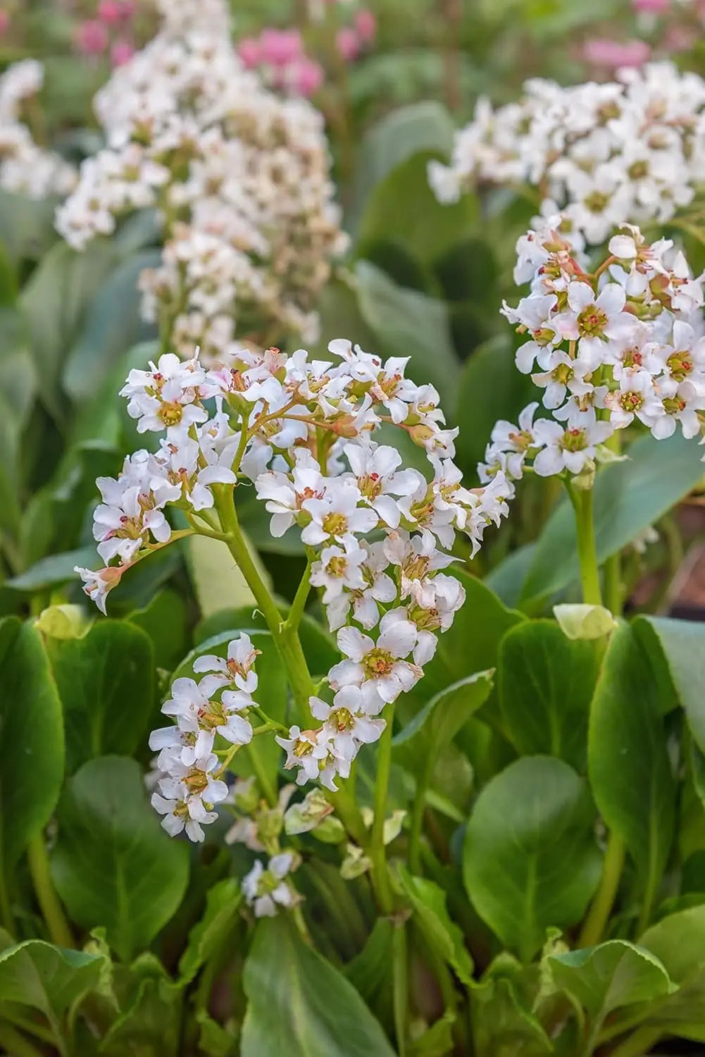 Bergenia cordifolia 'Beach', Staude mit großen glänzenden grünen Blättern und rosa Blüten, im Garten bei Stauden Gänge.