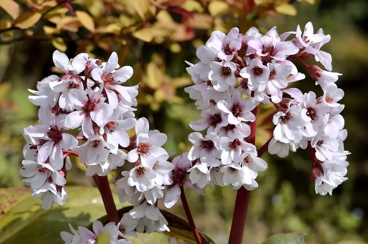 Bergenia cordifolia 'Beach' Staude mit grünen, herzförmigen Blättern und rosa Blüten, Stauden Gänge.