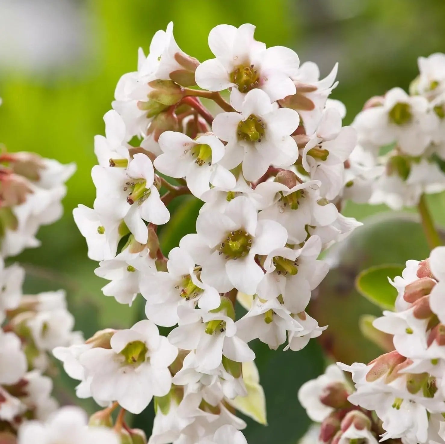 Bergenie Bergenia cordifolia 'Beach' als Staude mit grünen, herzförmigen Blättern und rosa Blüten, Stauden Gänge.