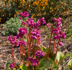Bergenie Bergenia cordifolia 'Eroica' als Staude mit großen, grünen Blättern und rosa Blüten, Stauden Gänge.