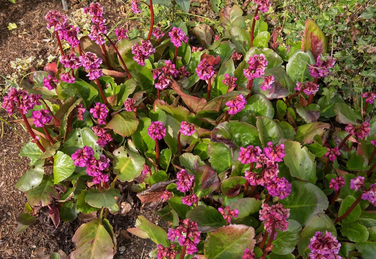 Bergenia cordifolia 'Eroica' – Staude mit großen, grünen, herzförmigen Blättern und pinken Blüten, Stauden Gänge.