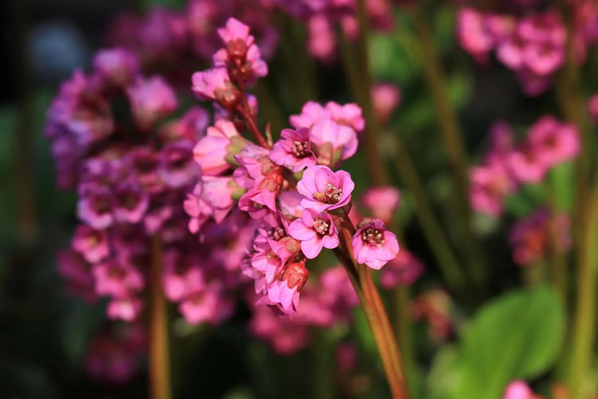 Bergenia cordifolia 'Eroica', eine robuste Staude mit großen grünen Blättern und rosa Blüten, von Stauden Gänge.