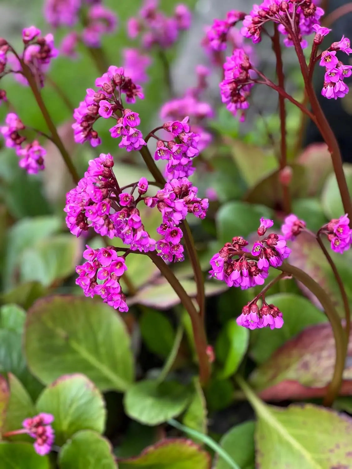 Bergenia cordifolia 'Eroica', eine robuste Staude mit großen grünen Blättern und rosa Blüten, von Stauden Gänge.