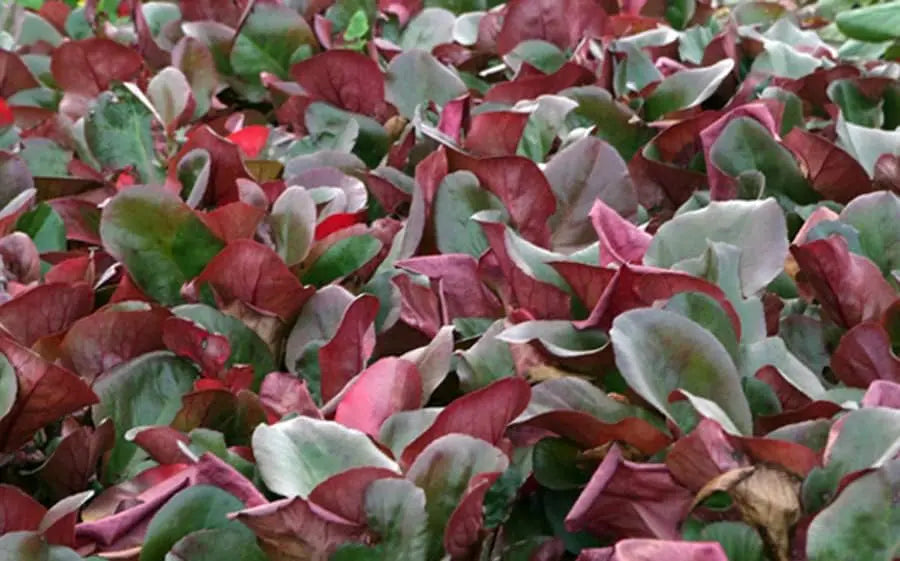 Bergenia cordifolia 'Eroica' Staude von Stauden Gänge mit großen, grünen Blättern und pinken Blüten in Garten.