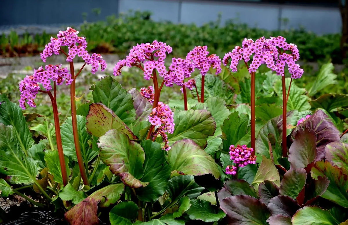 Bergenie Bergenia cordifolia 'Winterglut' Staude mit grünen Blättern und roten Blüten im Garten, Stauden Gänge.