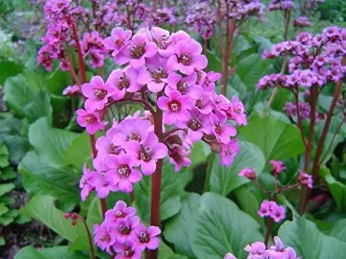 Bergenie Bergenia cordifolia 'Winterglut' Staude mit grünen Blättern und rosa Blüten, Stauden Gänge