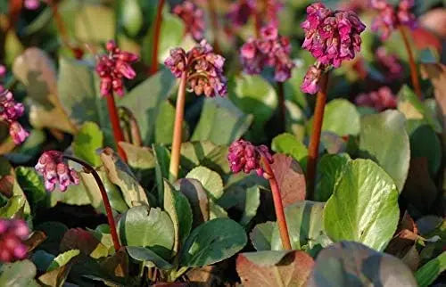 Bergenia cordifolia 'Winterglut' Staude mit großen grünen Blättern und rosa Blüten, Stauden Gänge, winterhart, Gartenpflanze