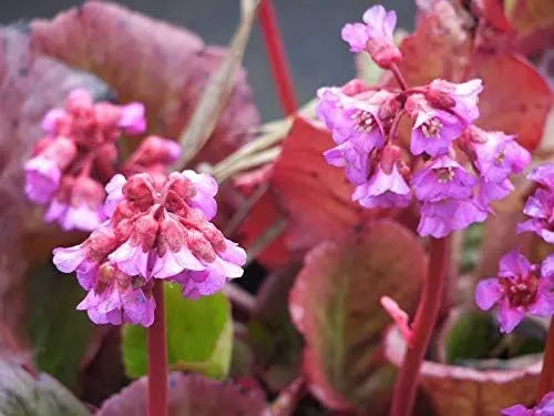 Bergenia cordifolia 'Winterglut' Staude mit großen grünen Blättern und rosa Blüten, Stauden Gänge, natürliche Gartendekoration