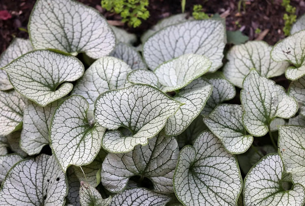 Brunnera macrophylla 'Jack Frost' / Kaukasus Vergissmeinnicht