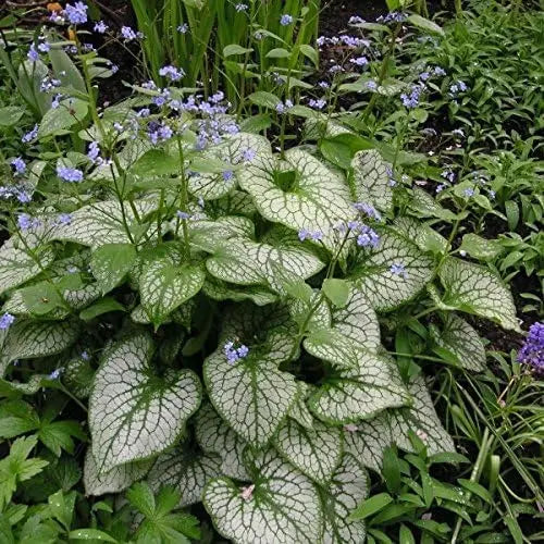 Kaukasus Vergissmeinnicht Staude Brunnera macrophylla 'Jack Frost' mit silbrigen Blättern, wächst als Gartenschönheit