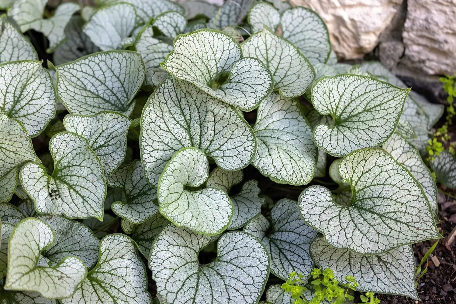 Kaukasus Vergissmeinnicht Staude Brunnera macrophylla 'Jack Frost' mit silbrig-weißen Blättern, Stauden Gänge, Gartenpflanze